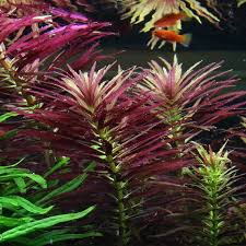 Image result for Limnophila fluviatilis
