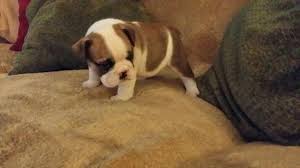 Maybe you would like to learn more about one of these? English Bulldog Pets And Animals For Sale Tampa Fl