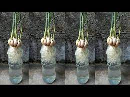 Kualitas bawang putih yang di hasilkan sama dengan yang di tanam pada lahan luas. Cara Mudah Menanam Bawang Putih Dengan Sistem Hidroponik Youtube Hidroponik Menanam Tanaman