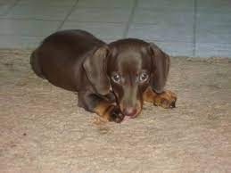 Miniature Dachshund Puppies In Sweaters Google Search Dachshund Puppy Miniature Daschund Puppies Dachshund Puppies