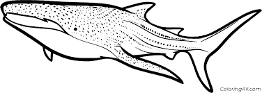 Download and use them in your website, document or presentation. Swimming Whale Shark Coloring Page Coloringall