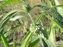 Image result for Leucas deflexa