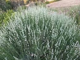 Lavandula X Intermedia Cv White Grosso Lavender White Gardens Flowers Perennials Lavender Garden