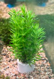 Image result for Pogostemon rogersii