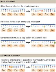 Gene and chromosome mutation worksheet (reference pgs. Write Short Notes On Gene Mutation Class 12 Biology Cbse