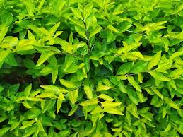 Image result for Duranta erecta