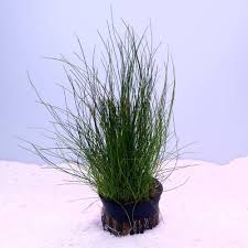 Image result for Eleocharis retroflexa