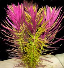 Image result for Limnophila