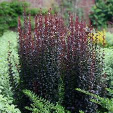 Berberis are deciduous or evergreen shrubs. Buy Barberry Berberis Thunbergii F Atropurpurea Helmond Pillar 18 99 Delivery By Crocus