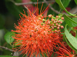Image result for Combretum constrictum