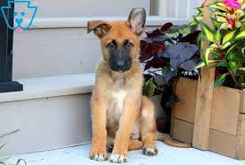 We did not find results for: Mason German Shepherd Mix Puppy For Sale Keystone Puppies