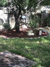 Its In My Backyard Can You See It Backyard Plants Tree