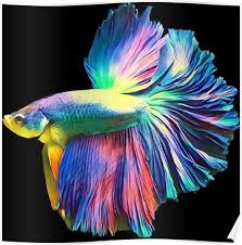 Rainbow halfmoon betta pet fish poster by catxel | redbubble. Rainbow Halfmoon Betta Pet Fish Poster By Catxel In 2021 Pet Fish Betta Fish Tank Betta Fish Types