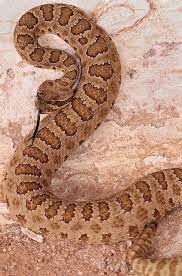 Prairie Rattlesnake Crotalus Viridis Beautiful Snakes Rattlesnake Snake Symbolism