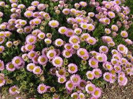 Pink thrift is a ripper little plant for dry windy inhospitable conditions. Know Your Daisies