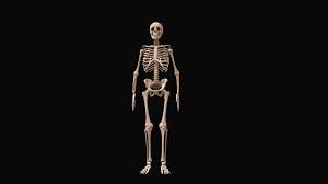 Skeleton Anatomy Model For Educational And Motion Graphics 3d Model 3d Model Anatomy Models Skeleton Anatomy