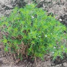 Image result for Chascanum adenostachyum