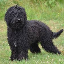 The barbet is a breed of dog; Barbet Dog Facts For Kids Pictures Puppies Temperament Breeders Price Animals Adda