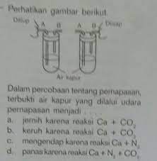 Persamaan reaksi untuk pengujian ini. Dalam Percobaan Tentang Pernapasan Terbukti Air Kapur Yang Dilalui Udara Pernapasan Brainly Co Id