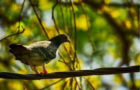 Modify your house so as not to attract them. How To Get Rid Of Pigeons From Trees Pigeonpedia