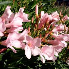 Image result for Nerium oleander
