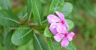 Pin On Garden Flowers