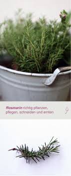 Rosmarin Pflanzen Pflegen Schneiden Ernten Rosmarin Pflanzen Pflanzen Gartenpflanzen