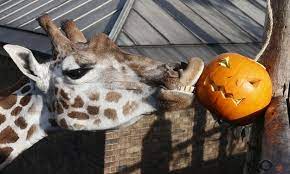 Zoo Animals Celebrate Halloween Zoo Animals Animals Cute Animal Pictures