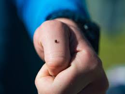 Maybe you would like to learn more about one of these? How To Spot A Tick Bite