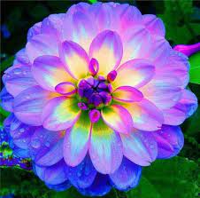 Pin On I Love Flowers