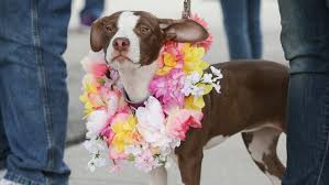 Loved puppies with spectacular personalities, well trained and health guaranteed. Without A Label Will More Pit Bulls Be Adopted