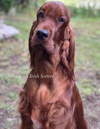 Image result for irský setr