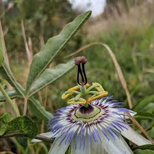 Image result for Passiflora caerulea