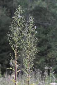 Image result for Lactuca lasiorhiza