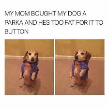 You can't just post 'fat dog for. Dopl3r Com Memes My Mom Bought My Dog A Parka And Hes Too Fat For It To Button
