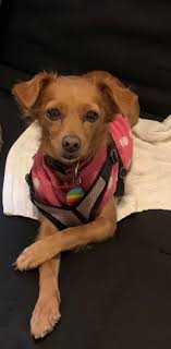 My chihuahua mix (aka Chiweenie) got pregnant by my American Eskimo I  believe she's due at the end of the month anything I need to expect ?  Picture for size Reference￼