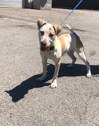 All animals that are rescued and taken into the program are guaranteed a home regardless of the length of time they may have to stay in our foster care program. Dog For Adoption Hazel An American Bulldog Bluetick Coonhound Mix In Gainesville Ga Petfinder