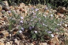 Image result for Barleria rigida