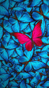 Blue With Red Butterfly Wallpaper Butterfly Wallpaper Fall Wallpaper Cute Wallpapers Blue red blue butterfly 781 png.