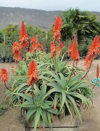 Image result for Aloe carnea