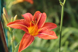 Klicken sie hier, um mehr über die blütezeiten der lilienknollen zu erfahren. Wie Lange Bluhen Orientalische Lilien