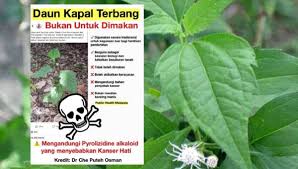 Ini kerana jumlah karbohidrat yang diambil memberi kesan lebih ketara terhadap perubahan paras gula dalam darah dan bukannya jenis korbohidrat (karbohidrat) itu sendiri.kebanyakan kita beranggapan bahawa pesakit kencing manis perlu mengurangkan makanan manis yang dihasi. Daun Kapal Terbang Tak Boleh Dimakan Sebabkan Kanser Hati Kitareporters Semua Boleh Jadi Reporter