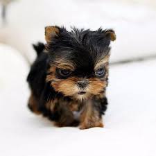 If you are looking to adopt or buy a morkie take a look here! Richards Teacup Puppies For Sale Buy Teacup Puppies Online
