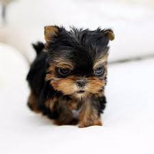 Check spelling or type a new query. Richards Teacup Puppies For Sale Buy Teacup Puppies Online
