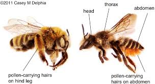 Bombyliidae) bee flies (figure 4) are about 7 to 15 millimeters long and have stout bodies covered with yellow, black or brown hairs. Arizona Bee Identification Guide