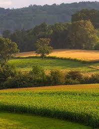 Allegany County Area Foundation