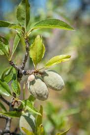 Container Grown Almond Tree Care How To Grow An Almond In A Container If You Live In A Non Tropical Climate You May Have S Almond Tree Potted Trees Tree Care