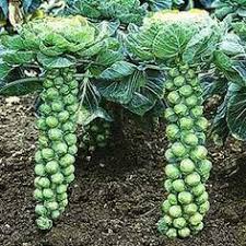 We did not find results for: Brussels Sprouts The Little Cabbage That Can Growing Food Growing Vegetables Plants