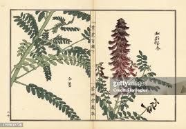 Image result for Sophora velutina