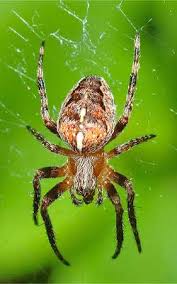 Arachnida General Identifying Characteristics Easy Biology Class